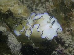 Doriprismatica atromarginata