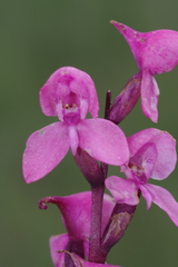 Disa caffra