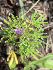 Cleome rubella