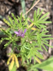 Cleome rubella