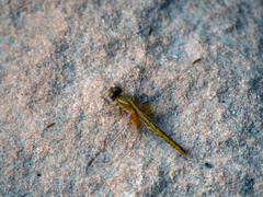 Crocothemis sanguinolenta