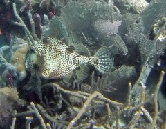 Lactophrys bicaudalis