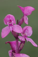 Disa caffra