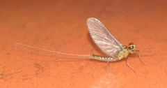 Baetidae