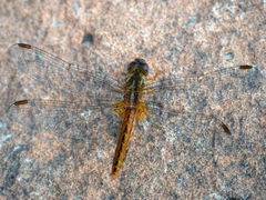 Crocothemis sanguinolenta