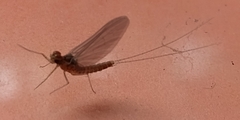 Baetidae