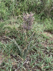 Sansevieria aethiopica