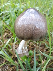 Volvopluteus gloiocephalus