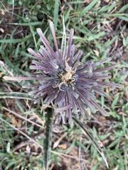 Sansevieria aethiopica