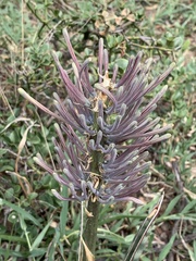 Sansevieria aethiopica