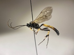 Ichneumon extensorius