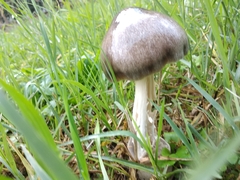Volvopluteus gloiocephalus