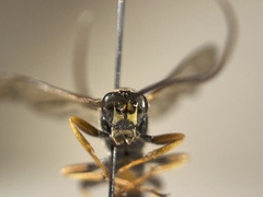Ichneumon extensorius