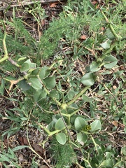 Carissa bispinosa