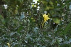Barleria prionitis