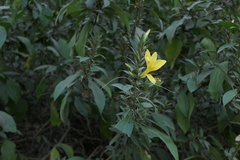 Barleria prionitis