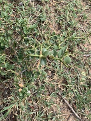 Carissa bispinosa