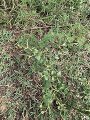 Carissa bispinosa