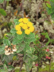 Scrobicaria ilicifolia