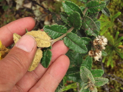 Scrobicaria ilicifolia