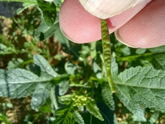 Diplotaxis catholica