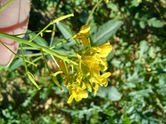 Diplotaxis catholica