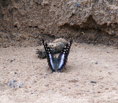 Charaxes