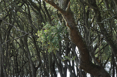 Quercus ilex