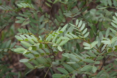 Copaifera baumiana