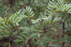 Copaifera baumiana