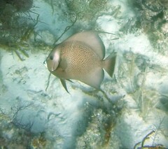 Pomacanthus arcuatus