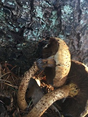 Pholiota