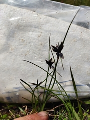 Cyperus semitrifidus