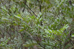 Copaifera baumiana