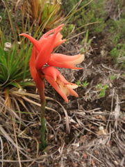 Stenorrhynchos vaginatum