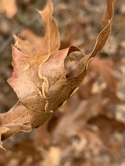 Macrodiplosis qoruca