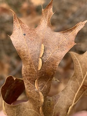 Macrodiplosis qoruca