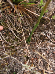 Stenorrhynchos vaginatum