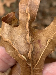 Macrodiplosis qoruca