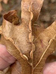 Macrodiplosis qoruca