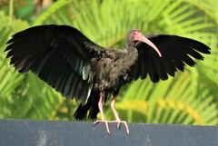 Phimosus infuscatus