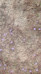 Ipomoea ternifolia ternifolia