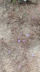 Ipomoea ternifolia ternifolia