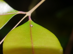 Crooktacalles certus