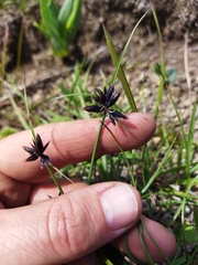 Cyperus semitrifidus