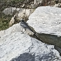 Motacilla maderaspatensis