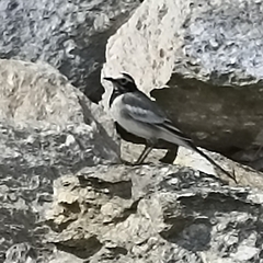 Motacilla maderaspatensis