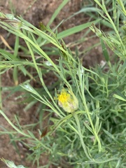 Lasiosiphon sericocephalus