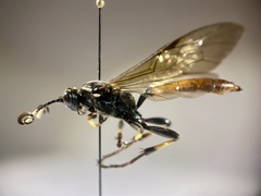 Protichneumon pisorius