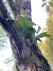 Catasetum